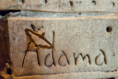 Adama-moth