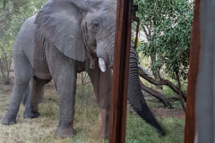 Elephant-out-window