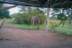 Giraffe-at-Adama